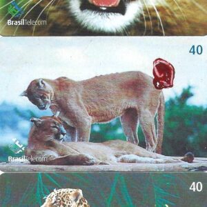 Br-Cartão Telefônico, 2002, (U), (03 unidades). Série: Renctas mamíferos, Gato-Palheiro (Oncifelis Colocolo), Onça-Parda (Puma concolor), Onça Pintada (Panthera onça).