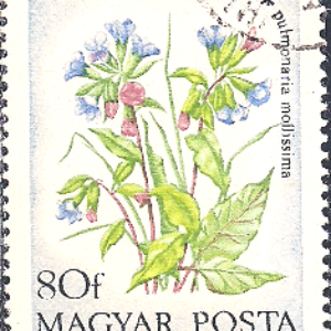 HUN Selo, 1973, (N), Yt:HU 2324, Field Flowers, Pulmonaria mollissima.