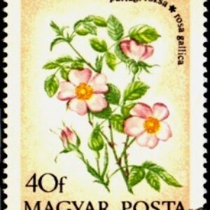 HUN Selo, 1973, (N). Yt:HU 2322, Provence roses - Rosa gálica (Field Flowers).