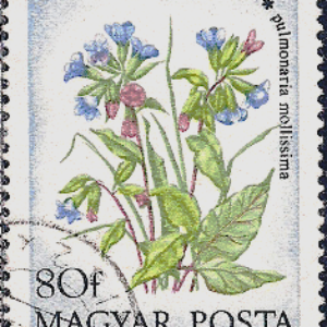 HUN Selo, 1973, (N), Yt:HU 2324, Pulmonaria mollissima (Field Flowers).