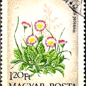 HUN Selo, 1973, (N), Yt:HU 2325, English daisies - Bellis perennis (Field Flowers).