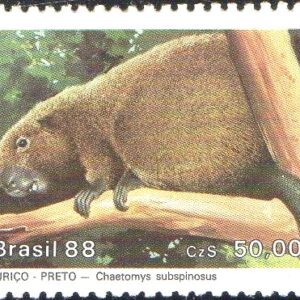 Br-Selo, 1988, C-1592-RHM, (Mint). Preservação da Fauna Brasileira - Mamíferos em Extinção (Ouriço-preto).