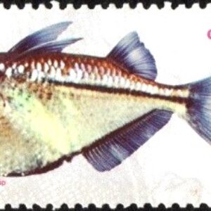 Br-Selo, 1988, C-1608-RHM, (Mint). Divulgação da Psicicultura e Aquariofilia - Peixes de Água Doce (Borboleta).