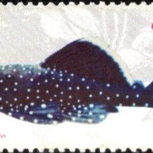 Br-Selo, 1988, C-1612-RHM, (Mint). Divulgação da Psicicultura e Aquariofilia - Peixes de Água Doce (Cascudo).