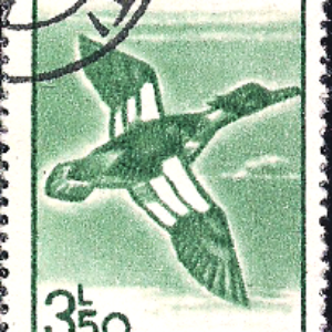 ROM Selo, (Romênia/Europa), 1991, (Mint), Yt:RO 3926, Birds, Red-breasted Merganser (Mergus serrator).