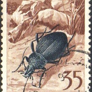 IUG Selo, (Iugoslávia/Europa), (Trieste), 1954, (U). Procerus Gigas.