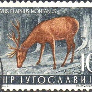 IUG Selo, (Iugoslávia/Europa), (Trieste), 1954, (U). Red Deer (Cervus elaphus).
