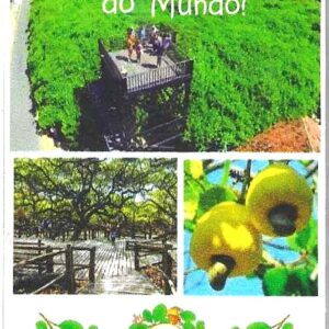 BR Chaveiro, 2024, (UNC), ima no verso. Título: Imagem do maior Cajueiro do mundo, com aproximadamente 9 mil metros quadrados de área e uma altura de 8 metros, localizado na Praia de Pirangi do Norte, no município de Parnamirim, estado de Natal/RN. Brasil.