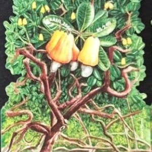 Br-Bloco, 2006, B-143 RHM, (Mint), O maior cajueiro do mundo, localizado na Praia de Pirangi do Norte, no município de Parnamirim/RN.