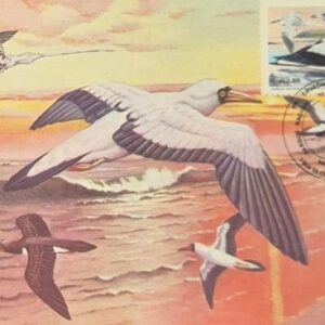 Br-Máximo, 1985, MA0112, C-1448, EPD, (Mint). Preservação da Fauna - Parque Nacional Marinho de Abrolhos (Atobá). CBC Salvador/BA. Verso: Postal ECT, número 037160.