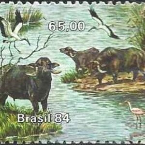 Br-Selo, 1984, C-1404-RHM, (Mint). Búfalos do Marajó (Mediterrâneo).