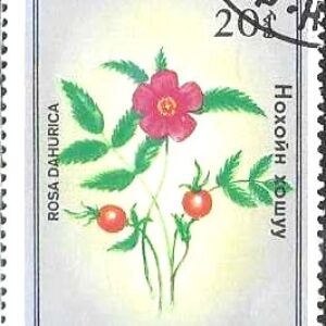 MGL Selo, 1985, (MGLgólia/Ásia), (Mint). Yt:MN 1367, Plants.