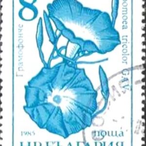 BUL Selo, 1986, (Bulgária/Europa), (Mint), Yt:BG 3024, Garden Flowers (Morning Glory - Ipomoea tricolor).