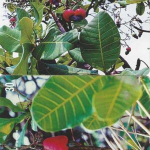 Br-Cartão Telefônico, 1999, (U) (Duplo). Caju-do-cerrado, família: Anacardiaceae.