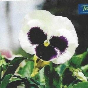 Br-Cartão Telefônico, 1999, (U). Amor Perfeito Branco.