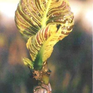 Br-Cartão Telefônico, 1999, (U). Série: Flores do Cerrado (Fam rubiaaceae).
