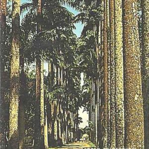 Br-Cartão Telefônico, 1997, (U). Jardim Botânico/RJ (13.07.1808).