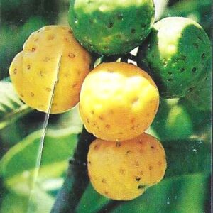 Br-Cartão Telefônico, 1998, (U). Frutos do Cerrado Goiano (Mama-cadela).