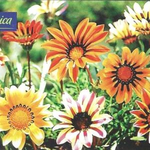 Br-Cartão Telefônico, 1999, (U). Gazanias.