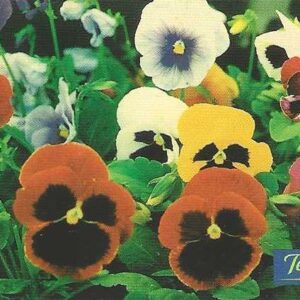 Br-Cartão Telefônico, 1999, (U). Amor Perfeito Multicoloridos (Viola).