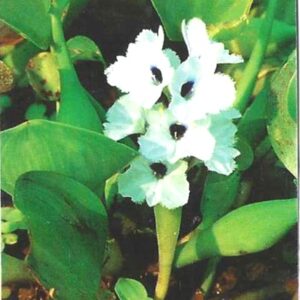 Br-Cartão Telefônico, 1999, (U). Aguapé Branco (Eichhomia Crassipes).