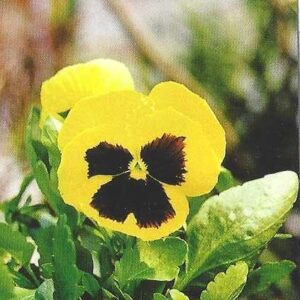 Br-Cartão Telefônico, 1999, (U). Amor Perfeito Amarelo (Viola).