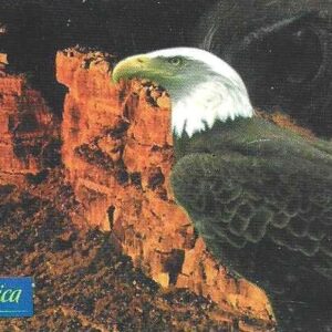 Br-Cartão Telefônico, 2000, (N). Série: Pássaros Exóticos, Papagaio Cinzento Africano.