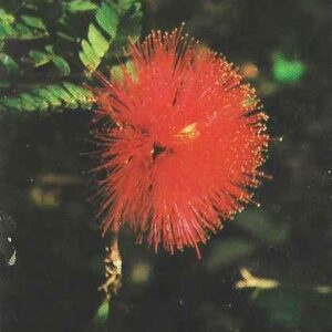 Br-Cartão Telefônico, 2000, (N). Série: Flores do Cerrado. Calliandra Dysantha.