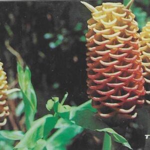Br-Cartão Telefônico, 2000, (N). Natureza.