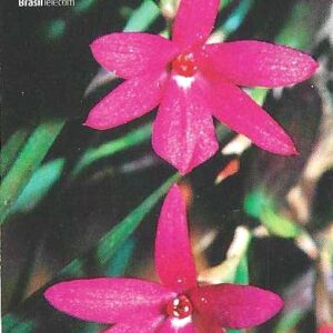 Br-Cartão Telefônico, 2000, (N). Orquídea do Cerrado (Fam. Orchidaceae, Sophronitelia violacea (Lindl.) Schltr).