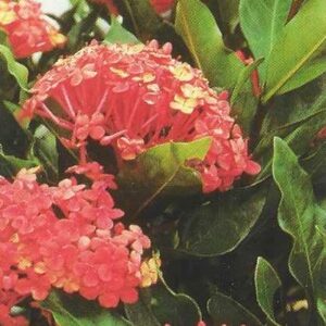 Br-Cartão Telefônico, 2000, (N). Série Flores: Ixoria Coccinea.