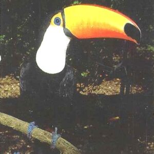 Br-Cartão Telefônico, 2000, (N). Tucano (Ramphatos toco toco).
