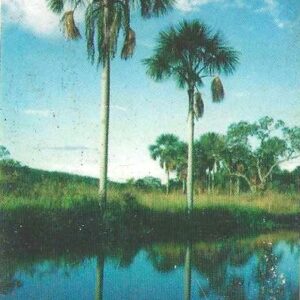 Br-Cartão Telefônico, 2001, (U). Árvores de Buritis, ribeirão da Estiva nas veredas de Botumirim - MG.