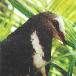 Br-Cartão Telefônico, 2001, (U). Pomba Wonga.