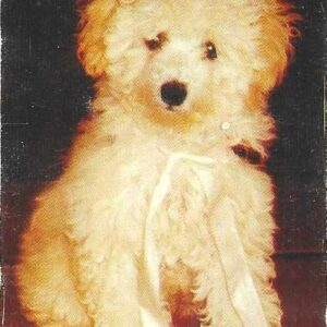 Br-Cartão Telefônico, 2001, (U). Poodle (Lili).