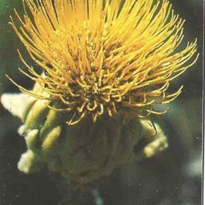Br-Cartão Telefônico, 1998, (U). Série: Flores do Cerrado (Funderlichia sp).
