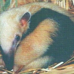 Br-Cartão Telefônico, 2002, (U). Série: Renctas - Mamíferos, Tamanduá-mirim (Tamandua tetradactyla).