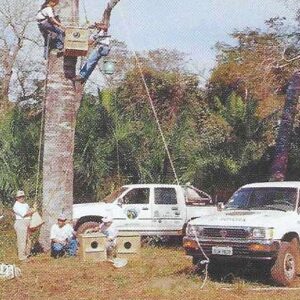 Br-Cartão Telefônico, 2003, (U). Brasil Telecom e Projeto Arara Azul juntos para a conservação da espécie.