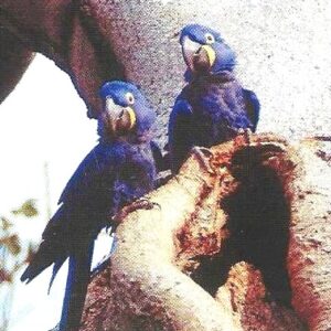 Br-Cartão Telefônico, 2003, (U). Brasil Telecom e Projeto Arara Azul juntos para a conservação da espécie.