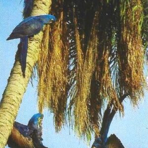 Br-Cartão Telefônico, 2003, (U). Brasil Telecom e Projeto Arara Azul juntos para a conservação da espécie.