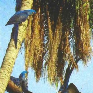 Br-Cartão Telefônico, 2003, (U). Brasil Telecom e Projeto Arara Azul juntos para a conservação da espécie.